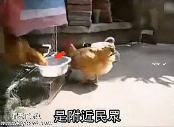 ��ɫС�������컯�����Ｆ(��ͼ)