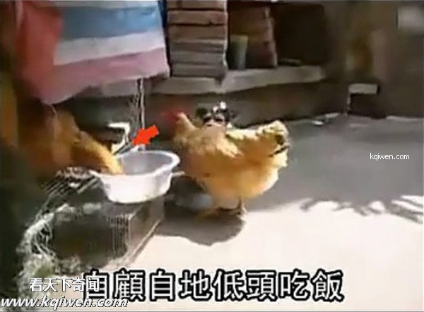 ��ɫС�������컯�����Ｆ(��ͼ)