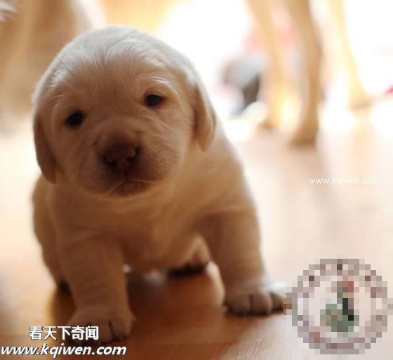 ��Ϊ���ޣ��ҵ�ѹ��Ҳ�ܴ�