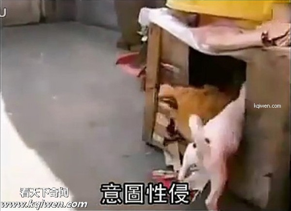 ��ɫС�������컯�����Ｆ(��ͼ)